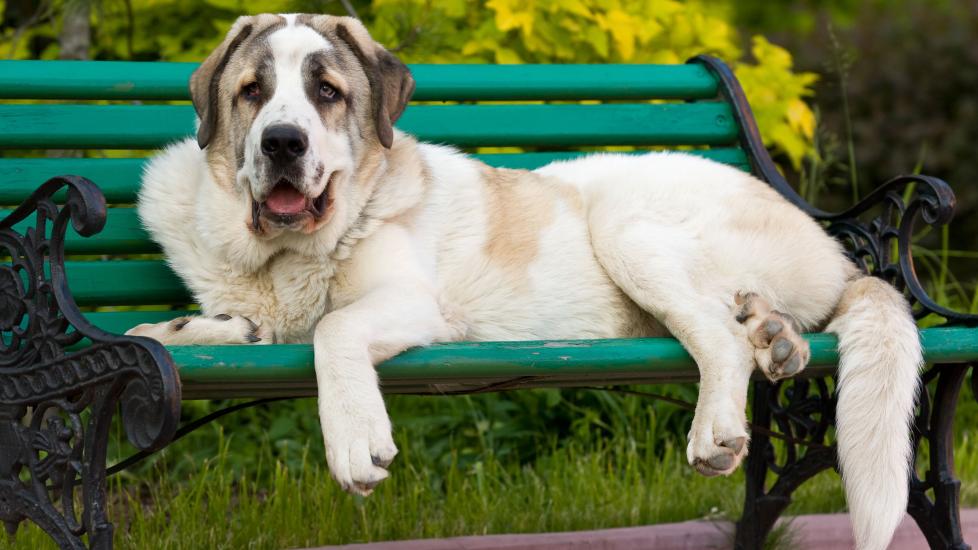 white and tan spanish mastiff lying on a park bench