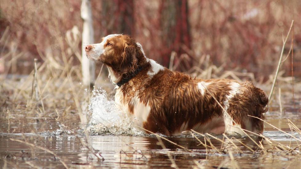 welsh springer spaniel standing in chest-deep lake water