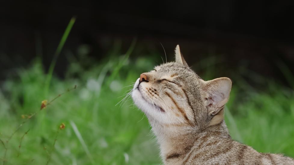 Photo of a cat sniffing the air outside