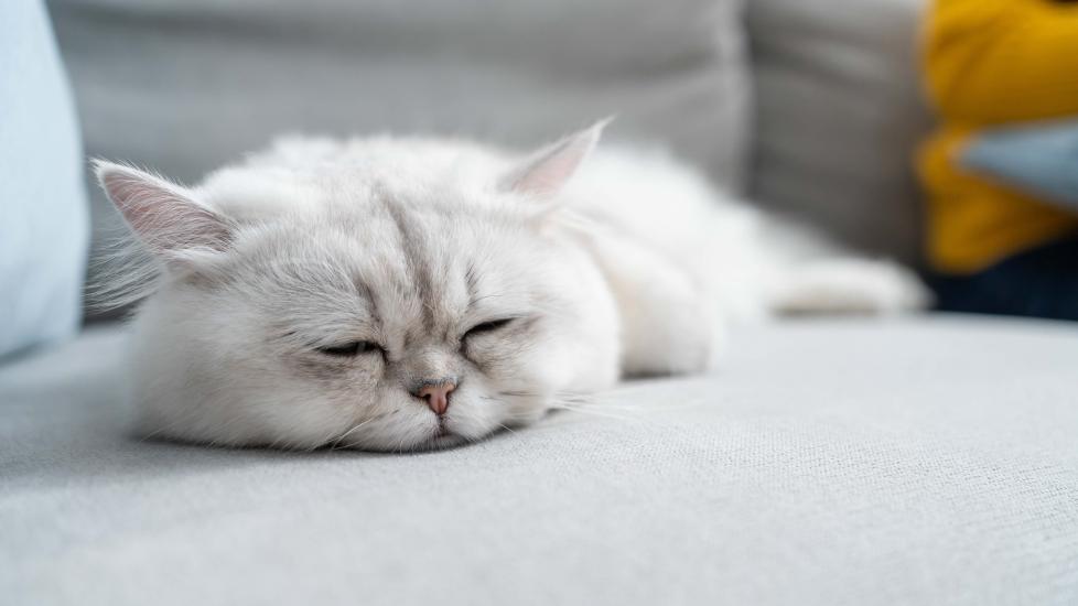 silver persian cat lying down on a gray couch