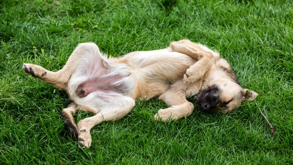 Do dogs have belly buttons: a dog lays on his back.