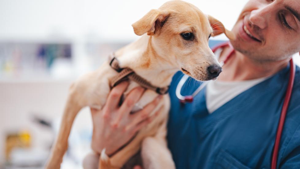 Fecal tests for dogs: A dog visits the vet.