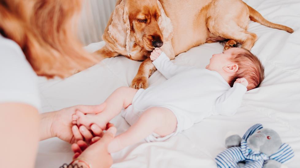 How to prepare your dog for a new baby: A newborn baby looks up at her dog.