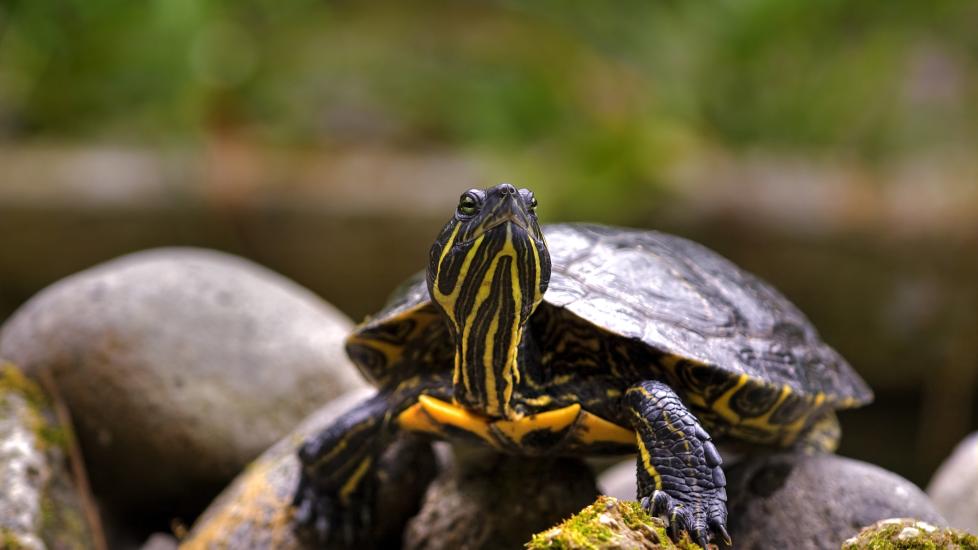 Aquatic painted turtle