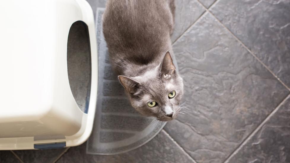 10 Best Cat Litters in 2024, by Vets PetMD