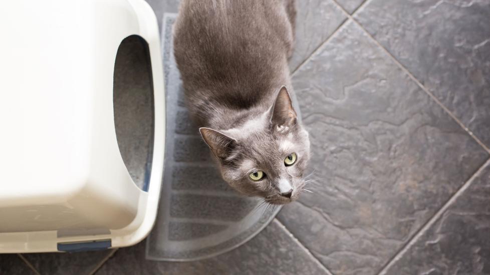 cat standing outside litter box with best cat litter