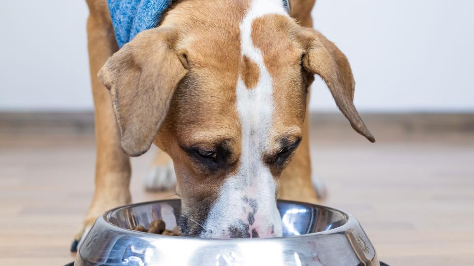 8-best-dry-dog-foods-in-2025-recommended-by-vets-petmd