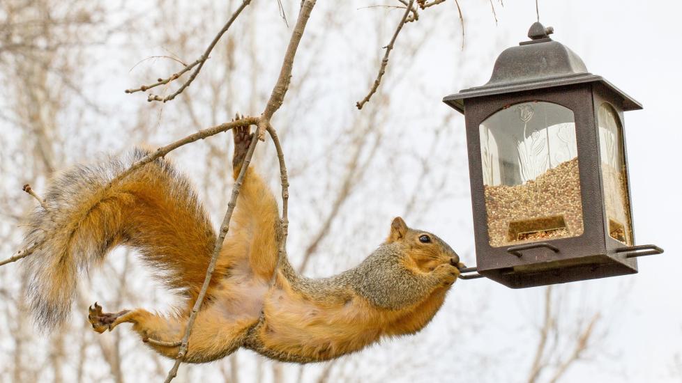 squirrel in a tree stealing bird seed from a feeder