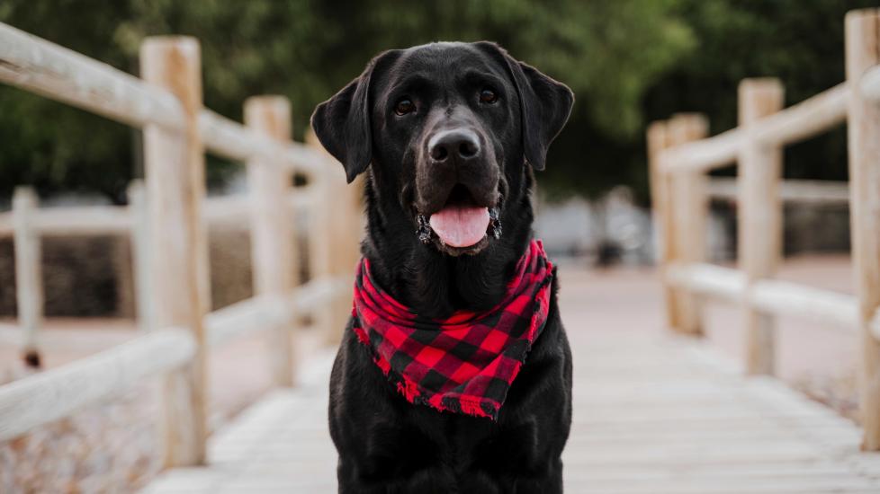 black lab wearing a red checkered bandana and sitting on a bridge