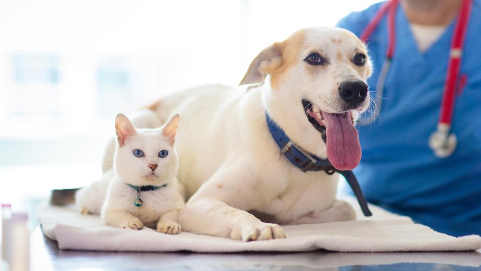 gabapentin for dogs and cats: cat and dog at the veterinarian