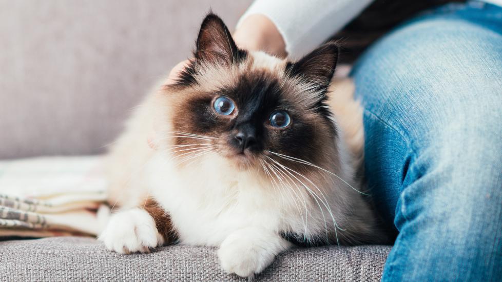 noisy breathing in cats: cat laying on couch