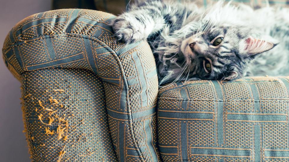 do cats feel guilty: cat scratching couch