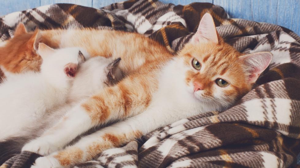 Cat pregnancy: A cat nurses her litter of kittens.