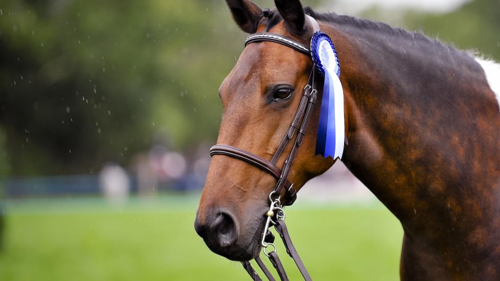 Horse winning a ribbon