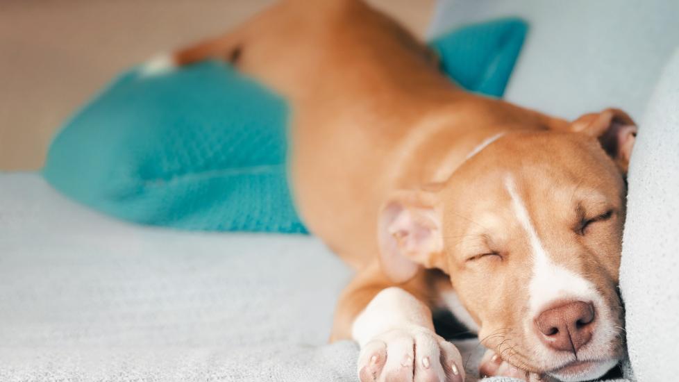 brown and white dog sleeping on a gray couch