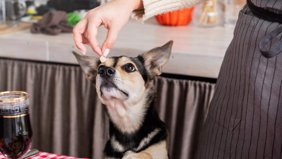 can dogs eat turkey: dog teased with a piece of turkey on thanksgiving