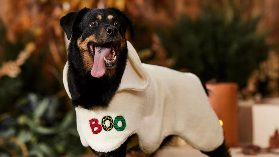 halloween pet safety tips: dog wearing boo costume from frisco