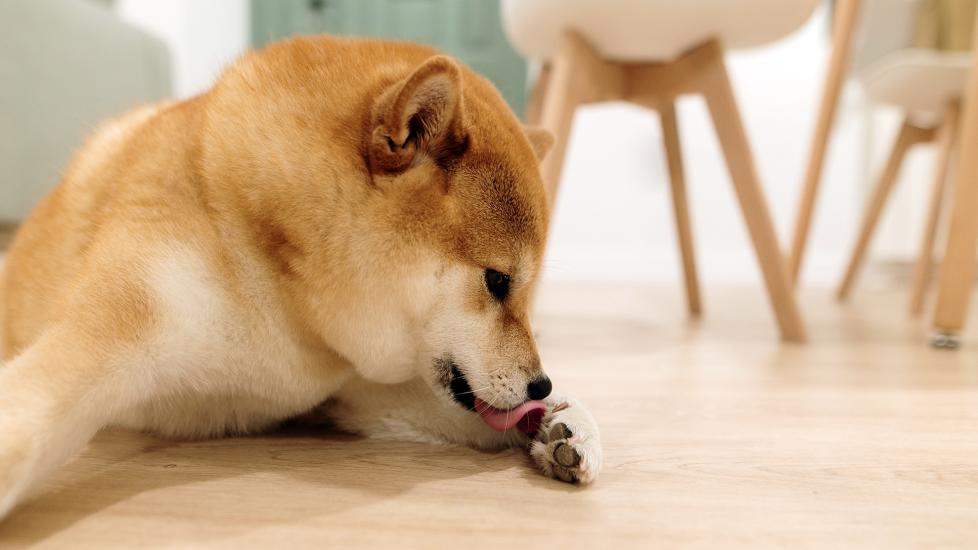 ketoconazole for dogs: dog licking paw on kitchen floor