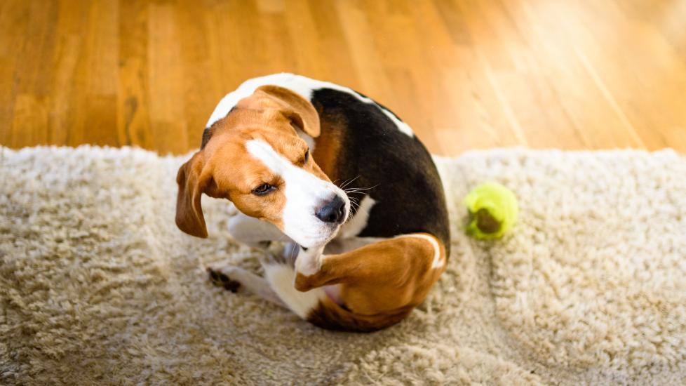 fluconazole for dogs: dog scratching face