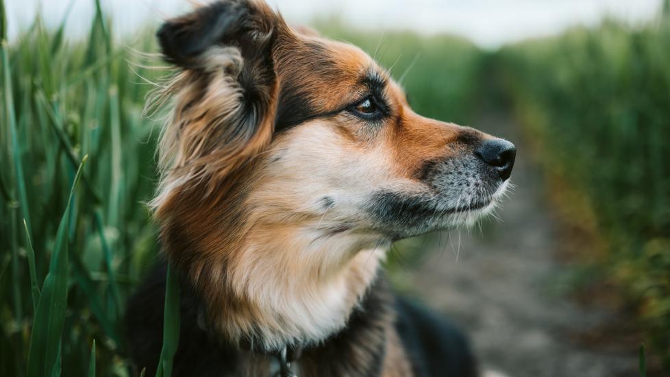 Dog constipation: A dog looks out over a grassy field.