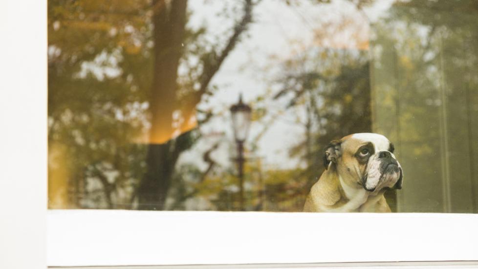 Dog depression: A dog sadly looks out the window.