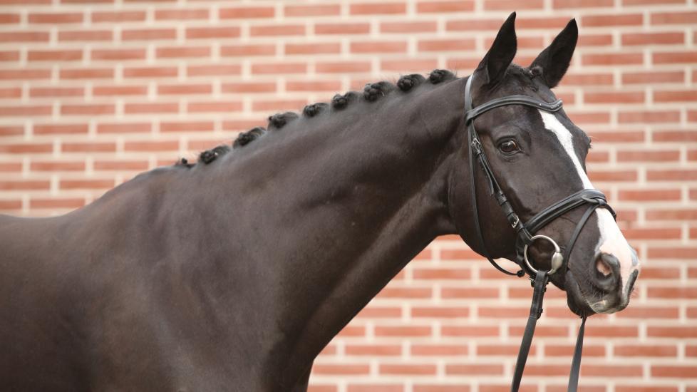 Dutch warmblood horse