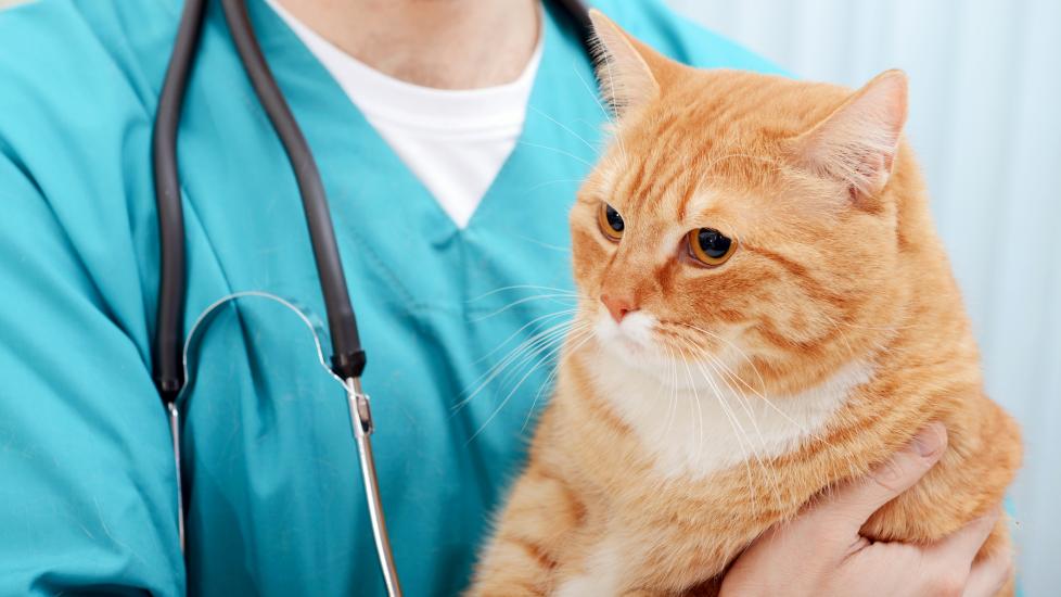 Cat fecal tests: a cat sits with his vet.