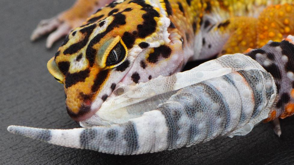 Leopard gecko pulling shedding off tail