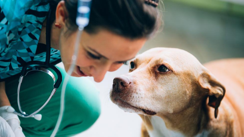 Heartworm test for dogs: A dog comes up to his vet.