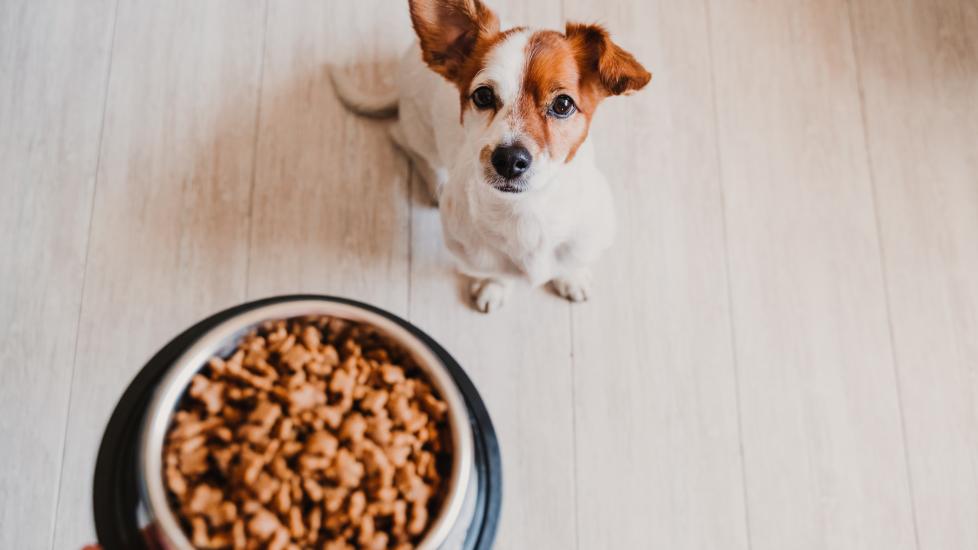 How Much To Feed A 80 Pound Dog