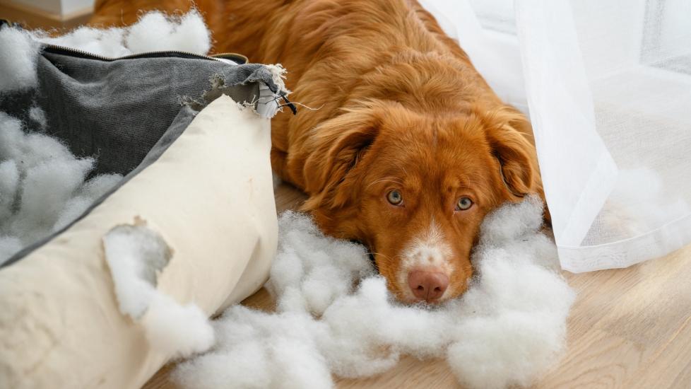 red dog lying next to a chewed-up dog bed with stuffing everywhere