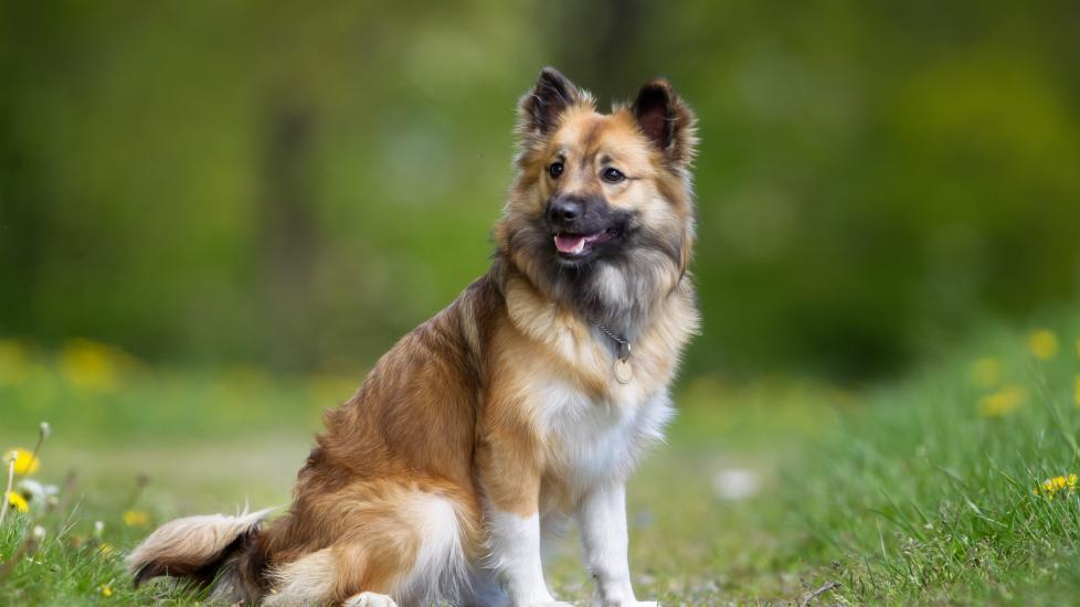 tricolor icelandic sheepdog sitting outside in shallow focus