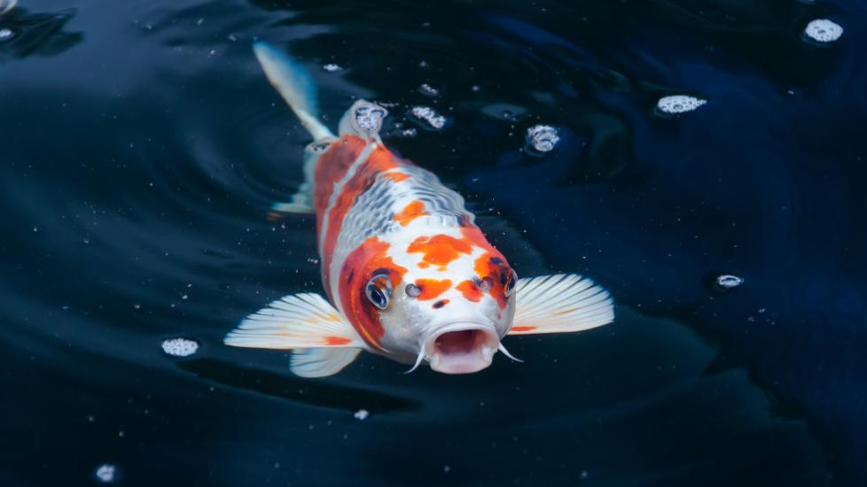 Koi fish swimming