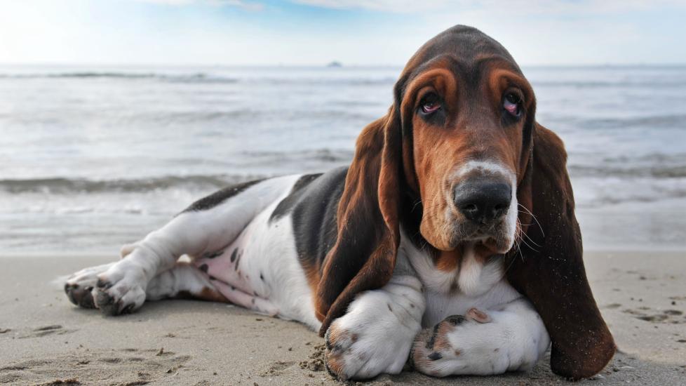 tricolor basset hound lying on the sand at the beach