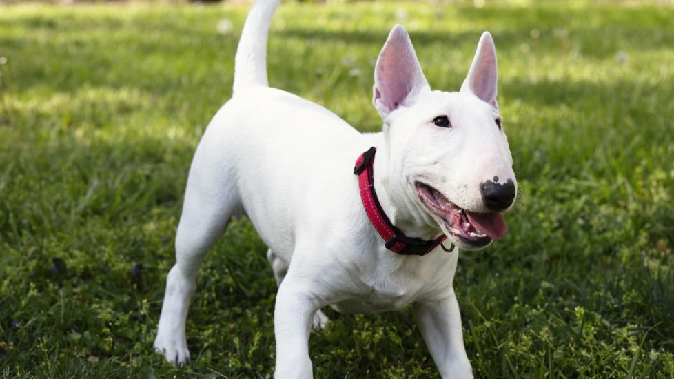 white miniature bull terrier standing in grass