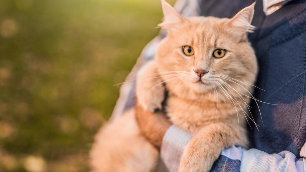 Most common illnesses in senior cats: a pet parent holds their Maine Coon cat.