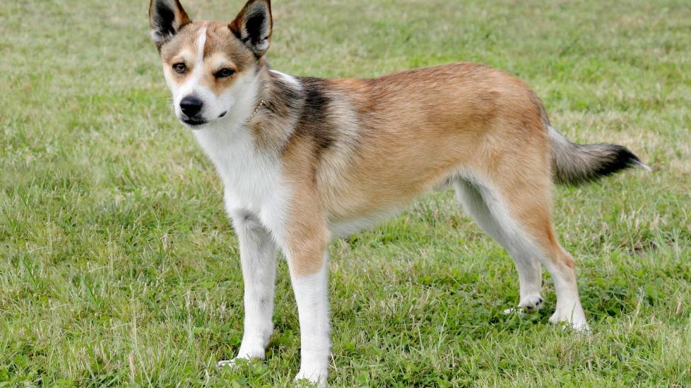 tan and white norwegian lundehund standing in grass and wearing a gold necklace