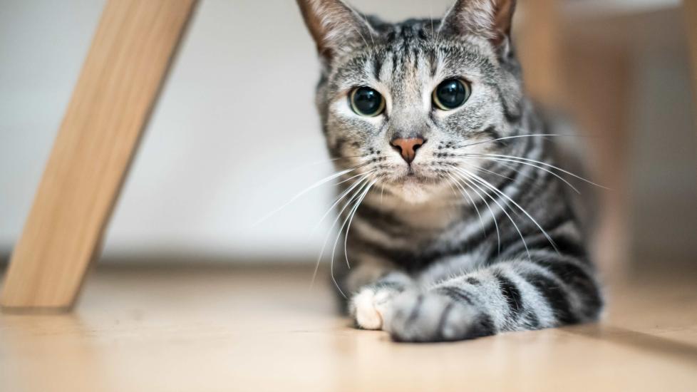 silver tabby cat with large pupils lying on the ground under a chair