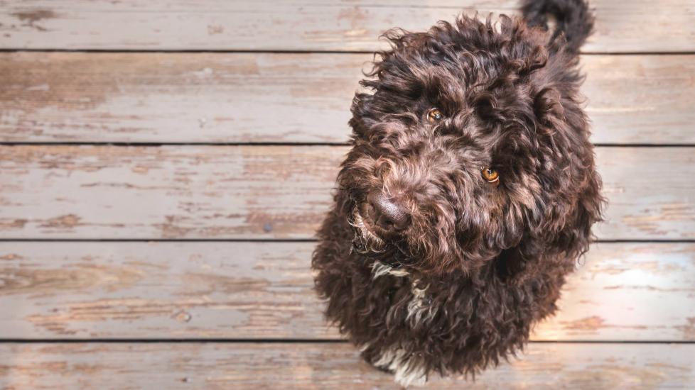 brown shepadoodle sitting on a wooden deck and looking up