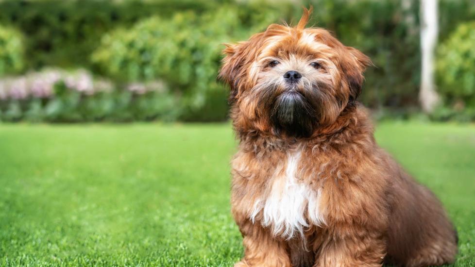 brown and white shichon dog sitting in a backyard