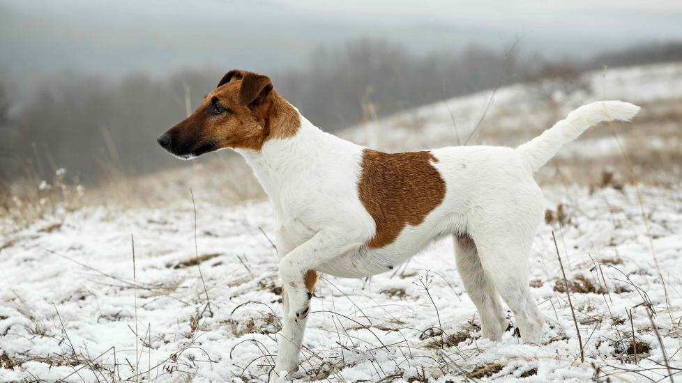 white and brown smooth fox terrier pointing in the snow