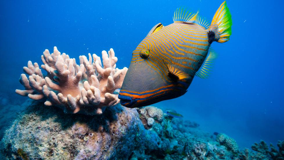 triggerfish swimming near coral