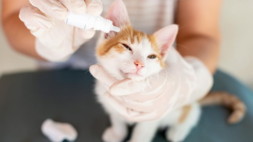 terramycin for cats: vet putting eye drops on cat eyes