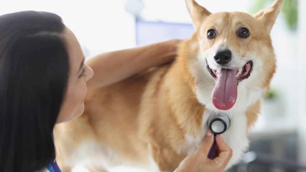 diltiazem for dogs: vet listening to dog heart beat