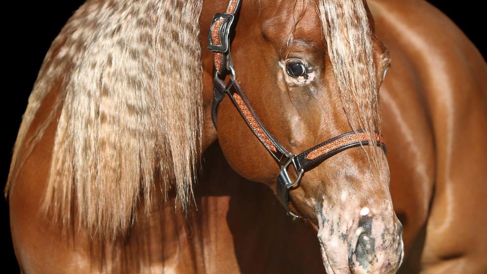 Horse with vitiligo on face