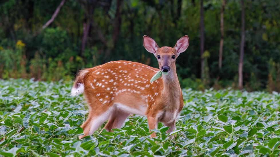 white tailed deer eating leaves