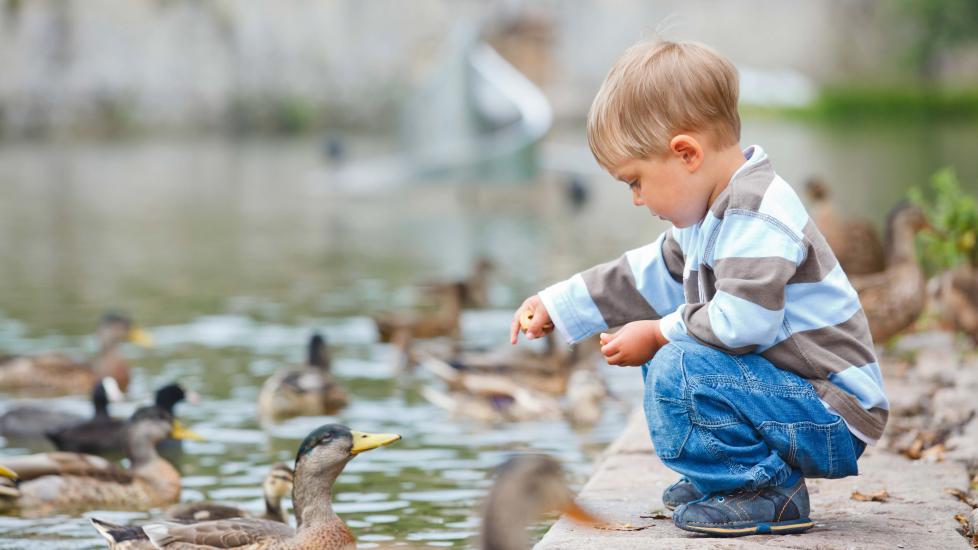 little boy feeding ducks in water