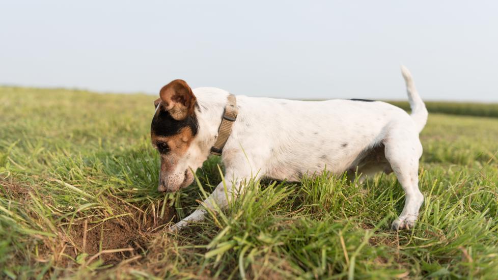 Photo of a small white dog digging in grass