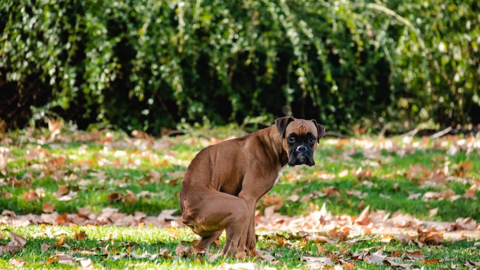 boxer dog pooping and looking straight at the camera