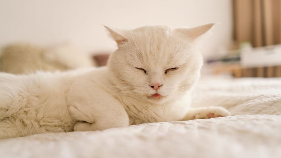 white cat lying on a bed and drooling with their eyes closed and airplane ears